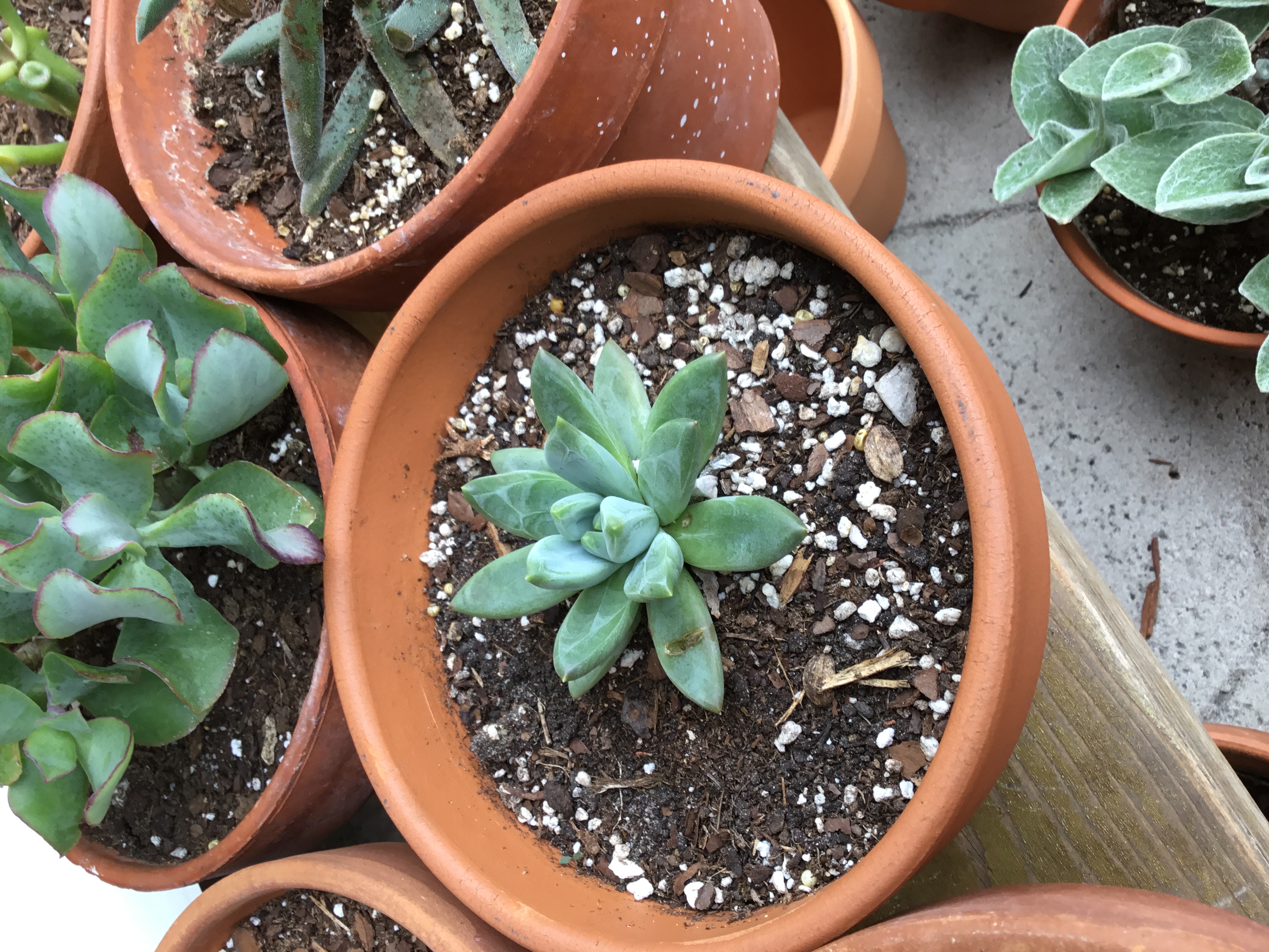 Pachyveria glauca 'Little Jewel'.jpg